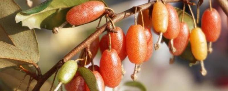 羊奶子简介，是胡颓子科落叶或半常绿直立灌木