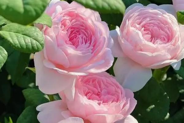 花卉有什么品质和象征，杜鹃花象征吉祥如意、梅花具有坚贞不屈的品质