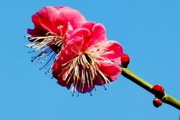 梅花有什么寓意，寓意着坚强、高雅忠贞、吉祥幸福、友谊