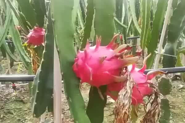 火龙果的产地，主要生产地区在越南、泰国等地