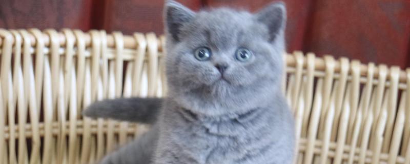 英短蓝猫怕不怕热，与其他品种相比比较耐热