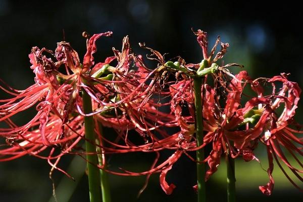 彼岸花的叶子的外形特点，外形与大蒜叶子相似