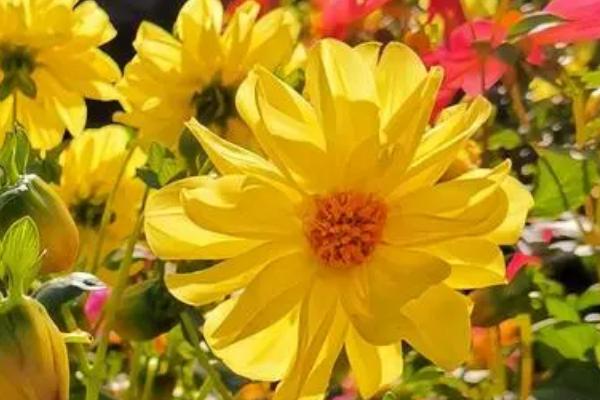 小丽花在什么时候开花，自然的养护条件下在5-10月份开花