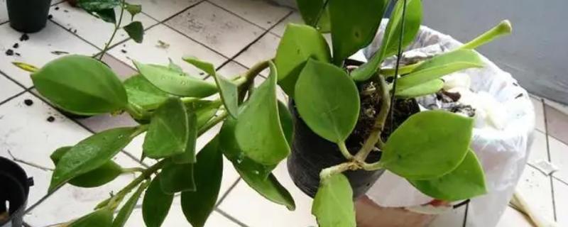 球兰什么时候换盆好，一年四季都可以换盆