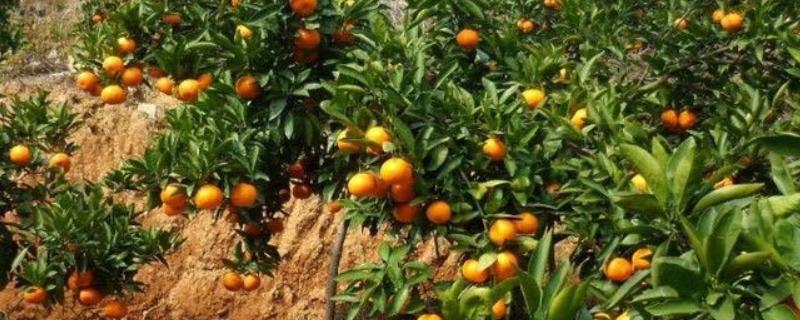 橘子的产地，分布在北纬16-37°之间