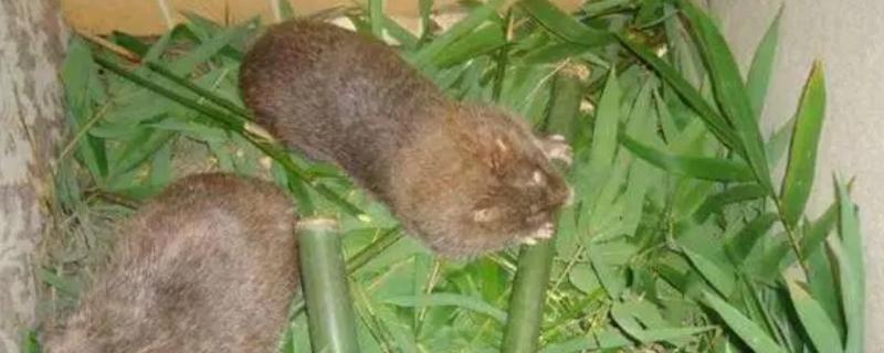 竹鼠发病症状，发烧时体温会上升、伴有流泪现象