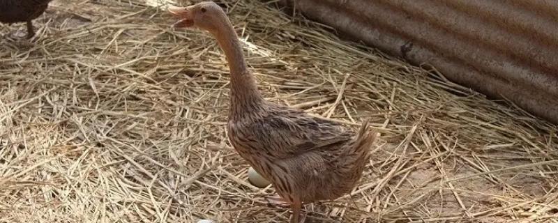 判断鸭子是否快下蛋的方法，性情会变温顺、放养时常单独活动