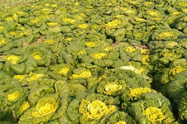 北方黄心菜的种植方法，最佳种植时间为每年的8-9月份