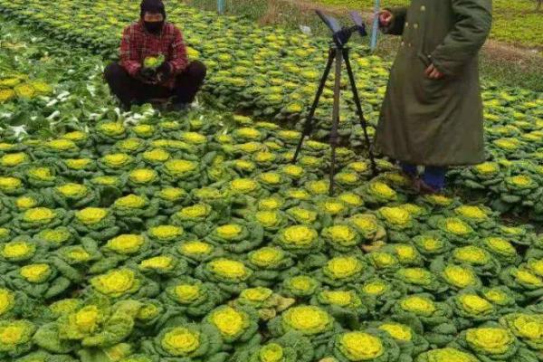 北方黄心菜的种植方法，最佳种植时间为每年的8-9月份