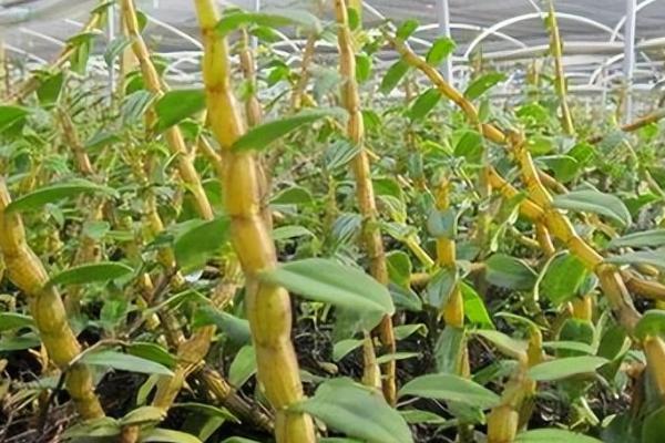 铁皮石斛属于温性还是寒性药材，味甜性微寒