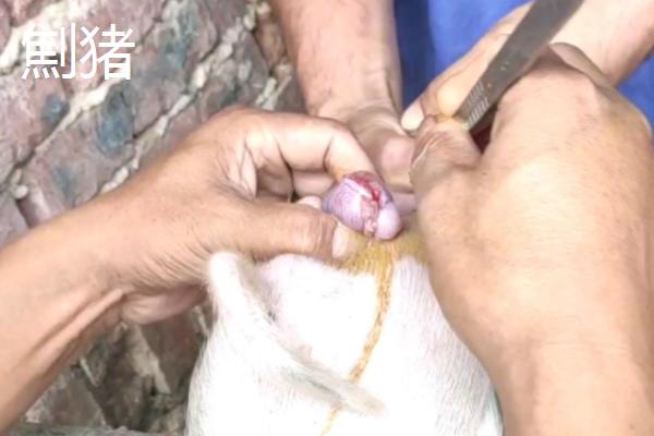 劁猪和骟猪有什么区别，手术部位有所不同
