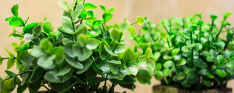 薄荷盆栽能放室内吗，是可以放在室内的