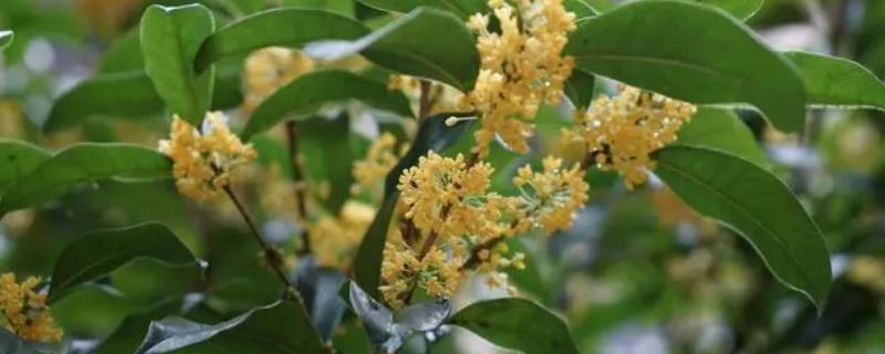 桂花的采摘时间，9-10月份为花期、开花中期适合采收