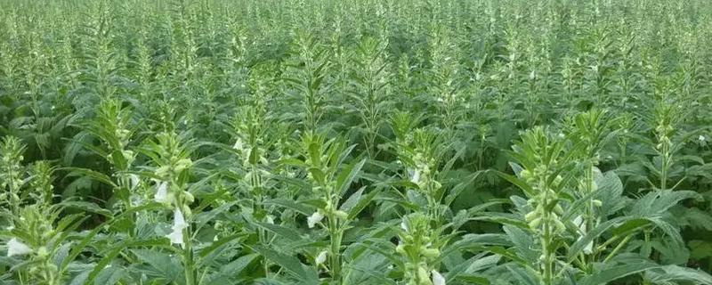 芝麻怎么施肥才能高产，花期喷施磷酸二氢钾可增产19%