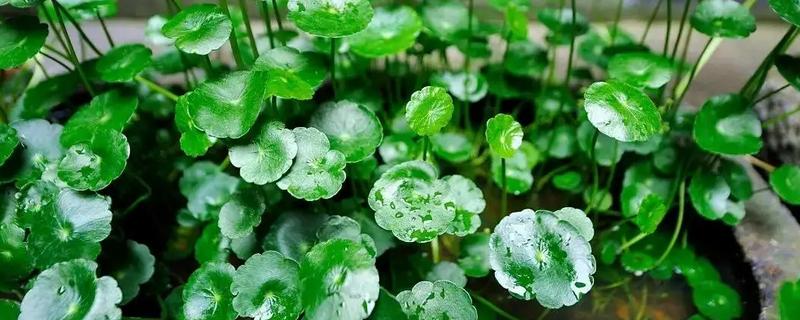 镜面草和铜钱草的区别，外观和生长环境均不同