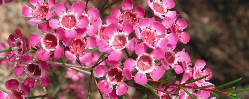 蜡花的花语，寓意刚强坚毅、忠贞不渝等