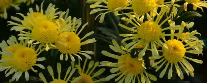 菊花有哪些颜色，常见的有黄色、紫色、绿色等