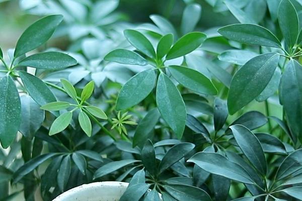 鸭掌木的扦插时间，以5-6月份为宜