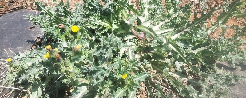 苦苣菜的种植方法，在春、秋季节均可种植