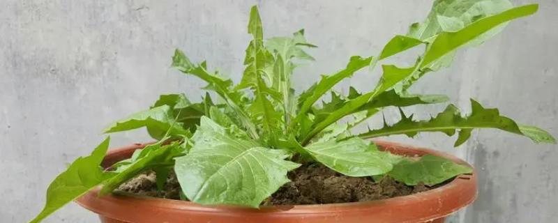 养殖多裂蒲公英的方法，按照见干见湿的原则浇水