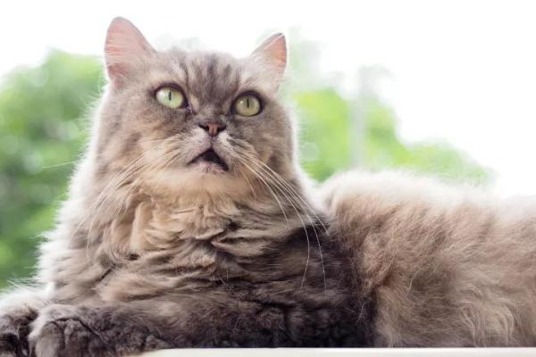 老龄猫咪怎么照顾，应该多放置猫砂盆并调整饮食