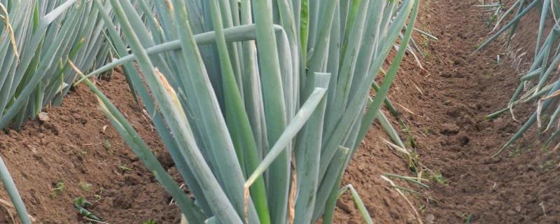 春季适合种植哪些蔬菜，可种植油菜、春大蒜、茄子等