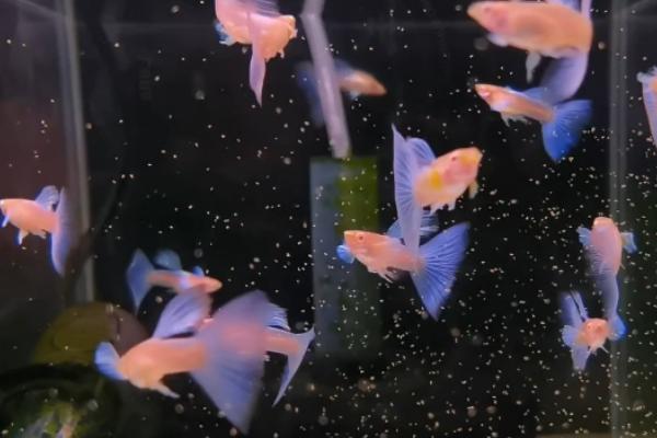 孔雀鱼上浮的原因，可能是缺氧或烂鳃病导致的