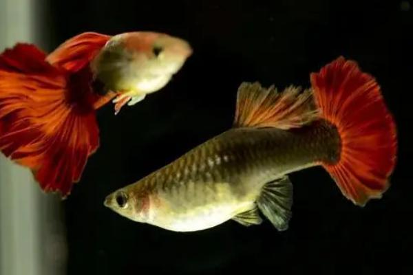 孔雀鱼上浮的原因，可能是缺氧或烂鳃病导致的