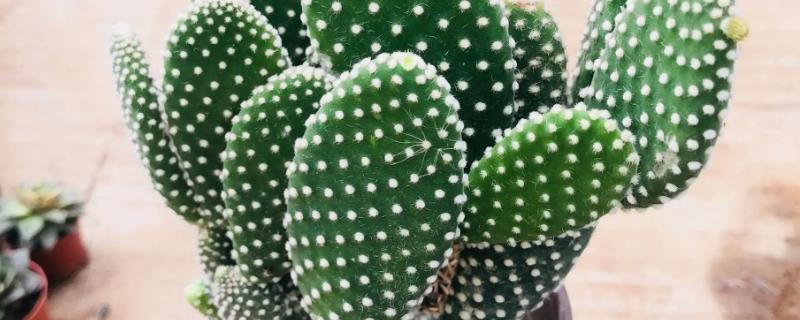 多肉植物有哪些种类，常见的有仙人掌科、长生草属等