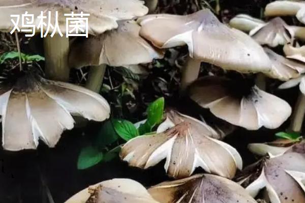 长根菇与鸡枞菌的区别，颜色、形状和手感均不同
