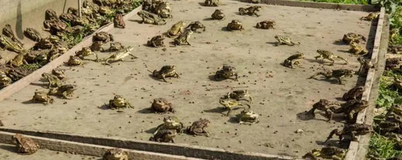 蟾蜍如何安全越冬，进入冬眠时加强营养