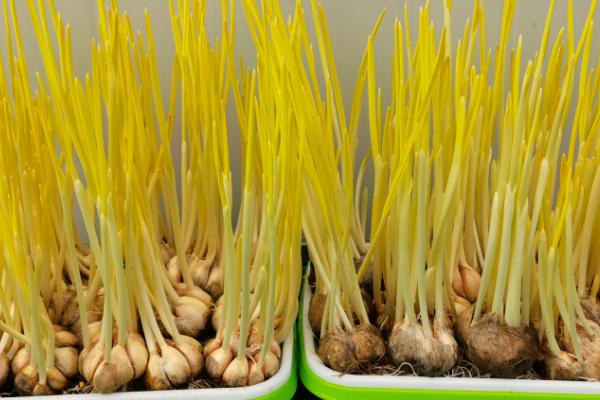 冬季蒜黄种植技术，首先要选好大蒜品种