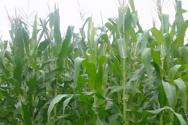 弘玉9号玉米品种的特性，夏播生育期98-101.5天