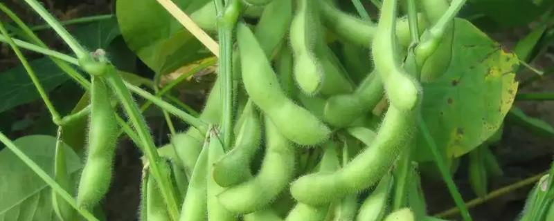 嘉豆43大豆种子简介，属中熟夏大豆品种