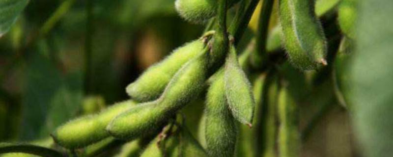 贡秋豆4号大豆种子特征特性，区试夏播全生育期平均139天