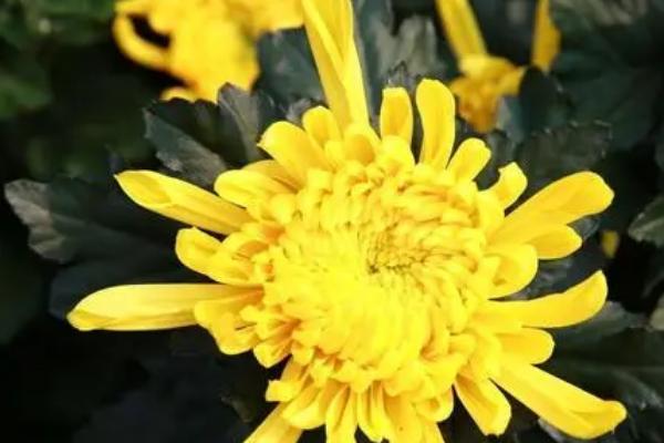夏季菊花怎么养护，要做好相应的遮阴措施
