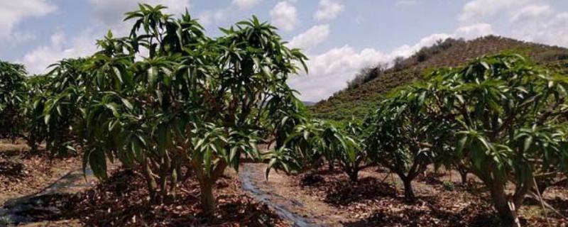 芒果树如何做到合理施肥，在花芽分化前追1次催花肥
