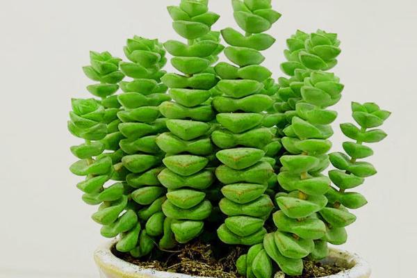 钱串子植物有没有毒，本身完全不含毒素