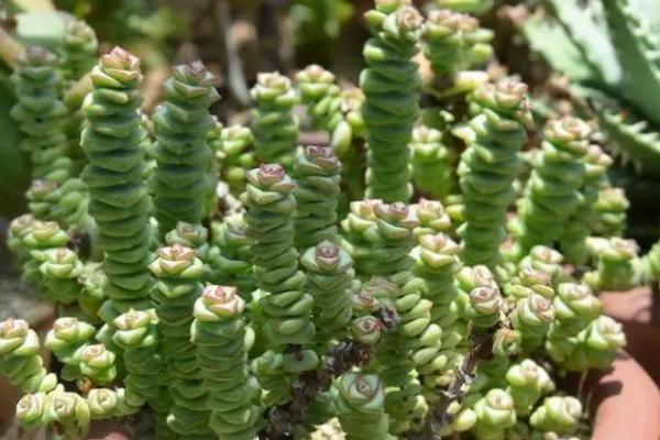 钱串子植物有没有毒，本身完全不含毒素
