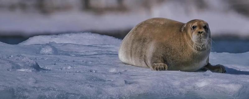 海豹能不能离开水，只能短暂离开水在陆地上休息