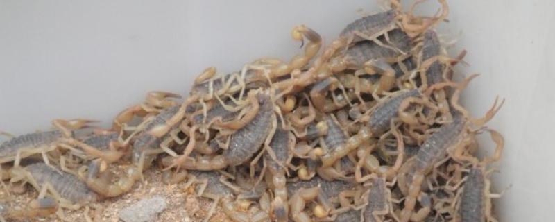 蝎子吃什么东西，主要是吃各种各样的昆虫