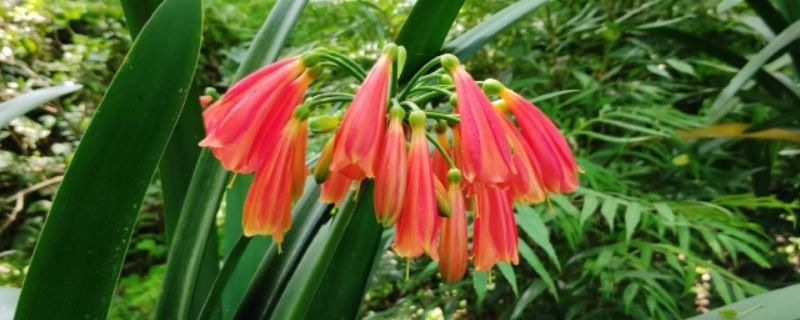 垂笑君子兰何时开花，花期为12月至来年5月
