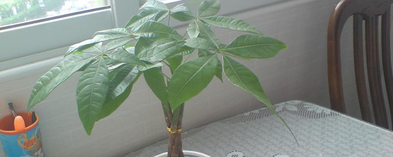 发财树只剩下树干还能不能发芽，若是枝干茂盛且健壮便还能发芽