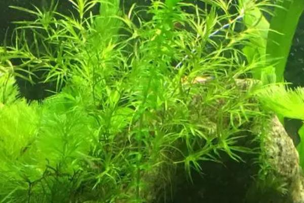 没根的蜈蚣草能否在水中存活，具有旺盛的生命力可以继续生长