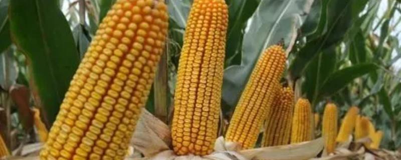 翔玉791玉米品种简介，播期为4月下旬至5月上旬