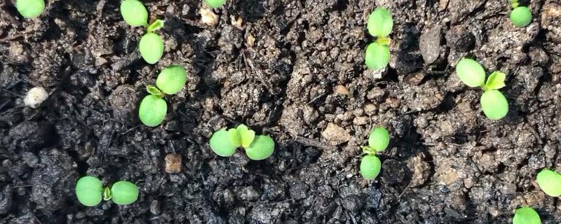 草莓种子的播种时间，在每年的3-4月份