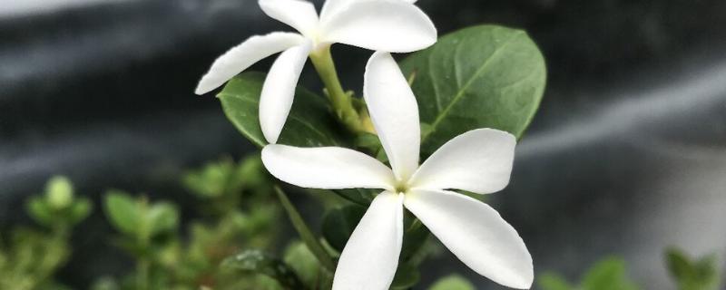 大花假虎刺什么时候开花，全年均可开花