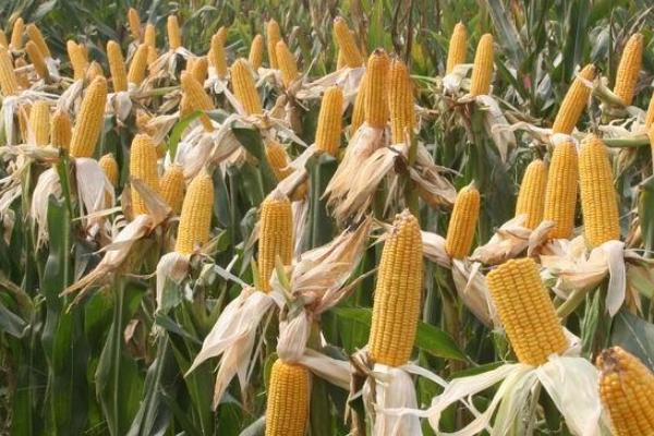 铁研32号玉米品种简介，辽宁省春播生育期138天左右
