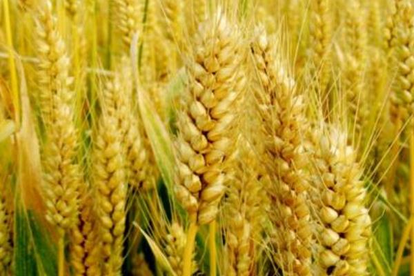 宁糯麦1号小麦品种简介，基本苗每亩15万左右