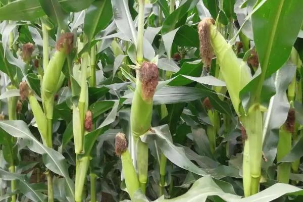 蠡玉37(蠡试2656)玉米种子简介，防治地下害虫危害